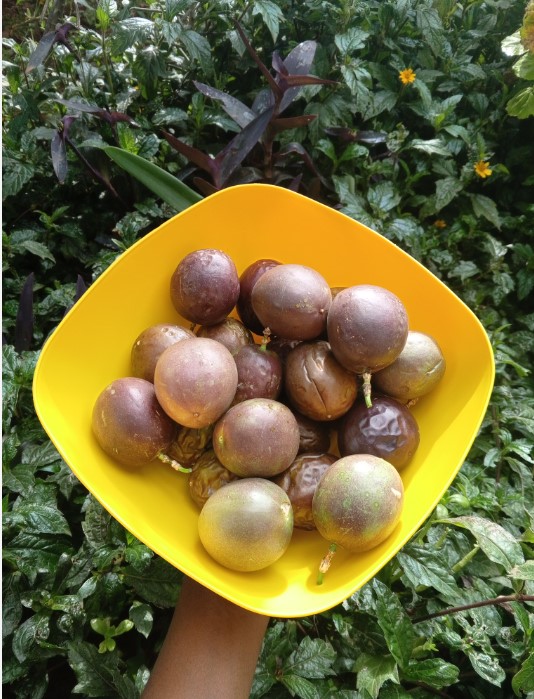 Purple Passion Fruit
