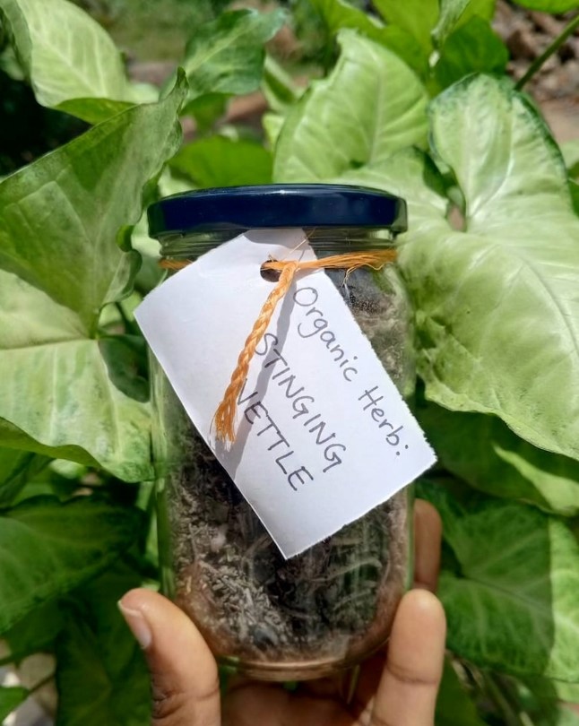 Dried Stinging Nettle