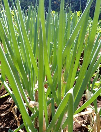 Fresh Spring Onions