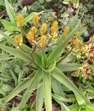 Fresh Van Balen's Aloe / Crawling Octopus Aloe