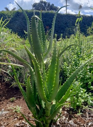 Fresh Aloe Vera