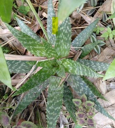 Fresh Soap Aloe