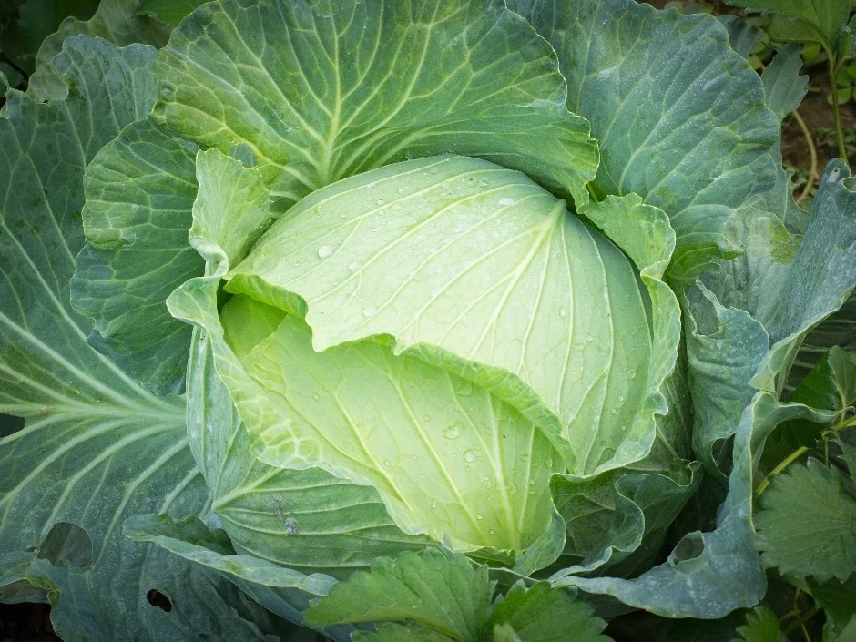Whole Cabbage