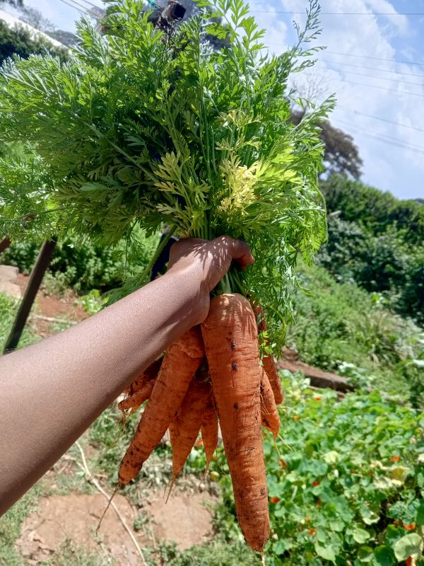 Carrots