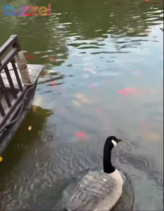 Post by Real Videos