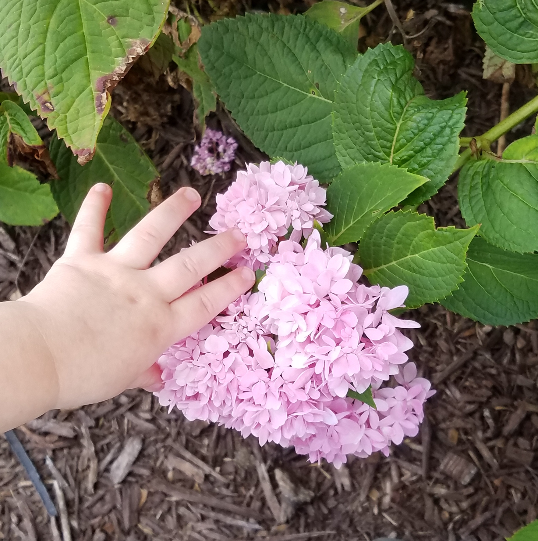 Susan G.S.Abel🌻writer/journaler