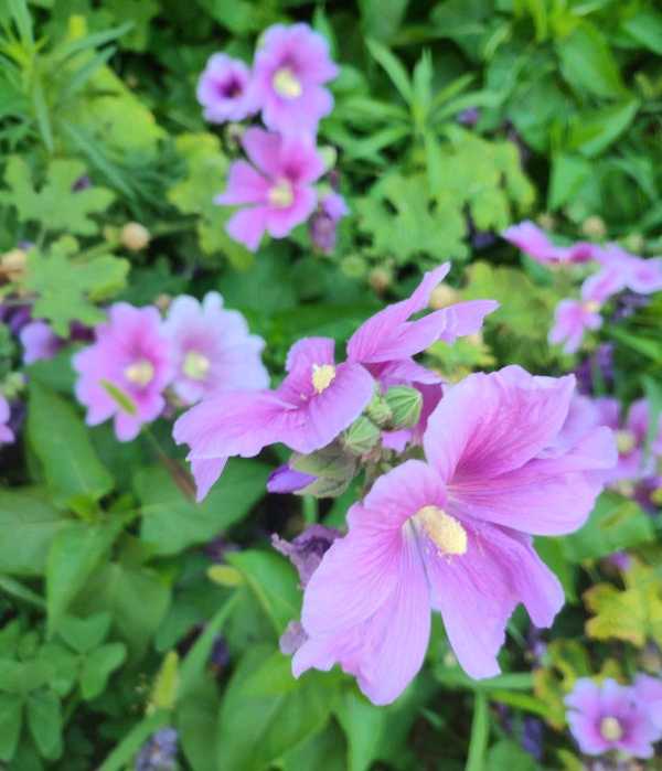 Background blur