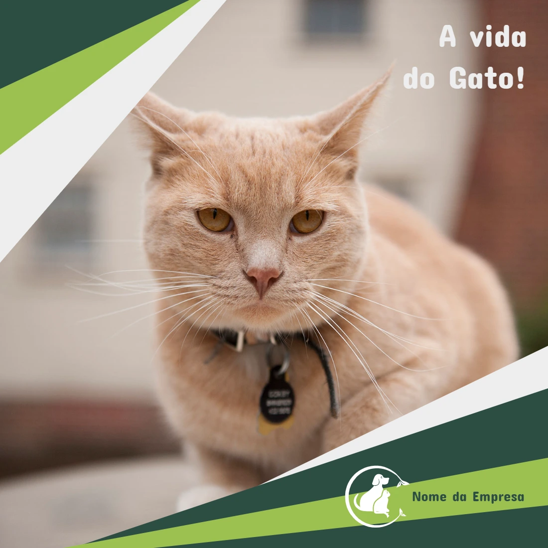Post Editável para Pet Shop com Gato | Crie seu Anúncio