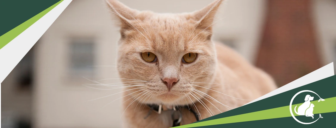 Banner para Pet Shop com Foto de Gato para Editar Online