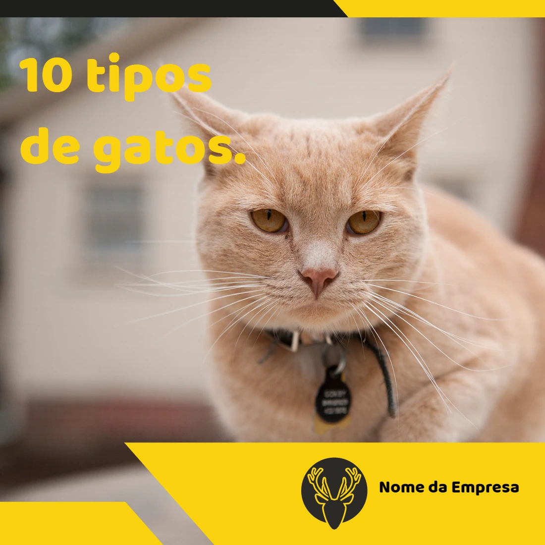 Post sobre Gatos para Pet Shop para Editar Online