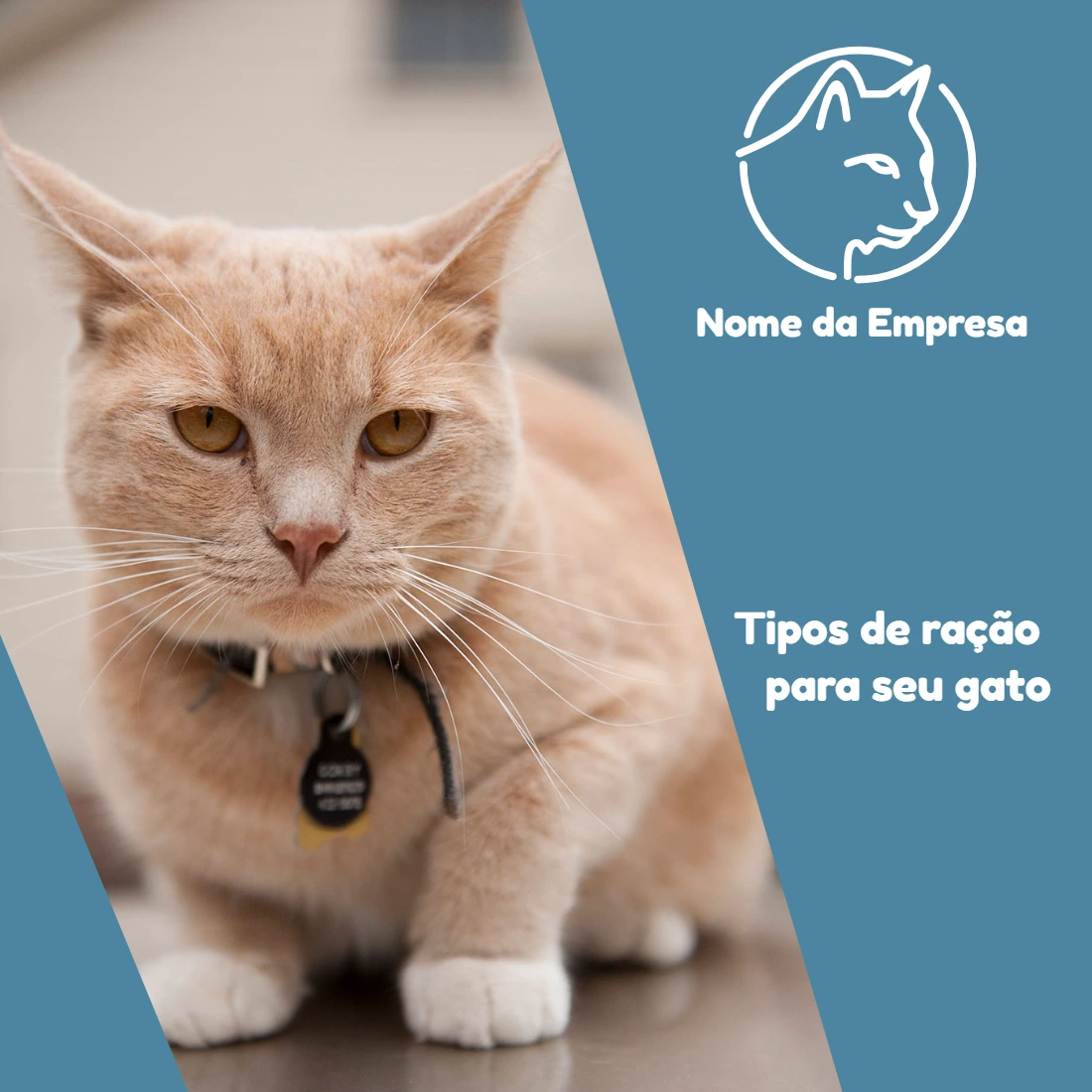 Post para Pet Shop com Gato para Editar Online