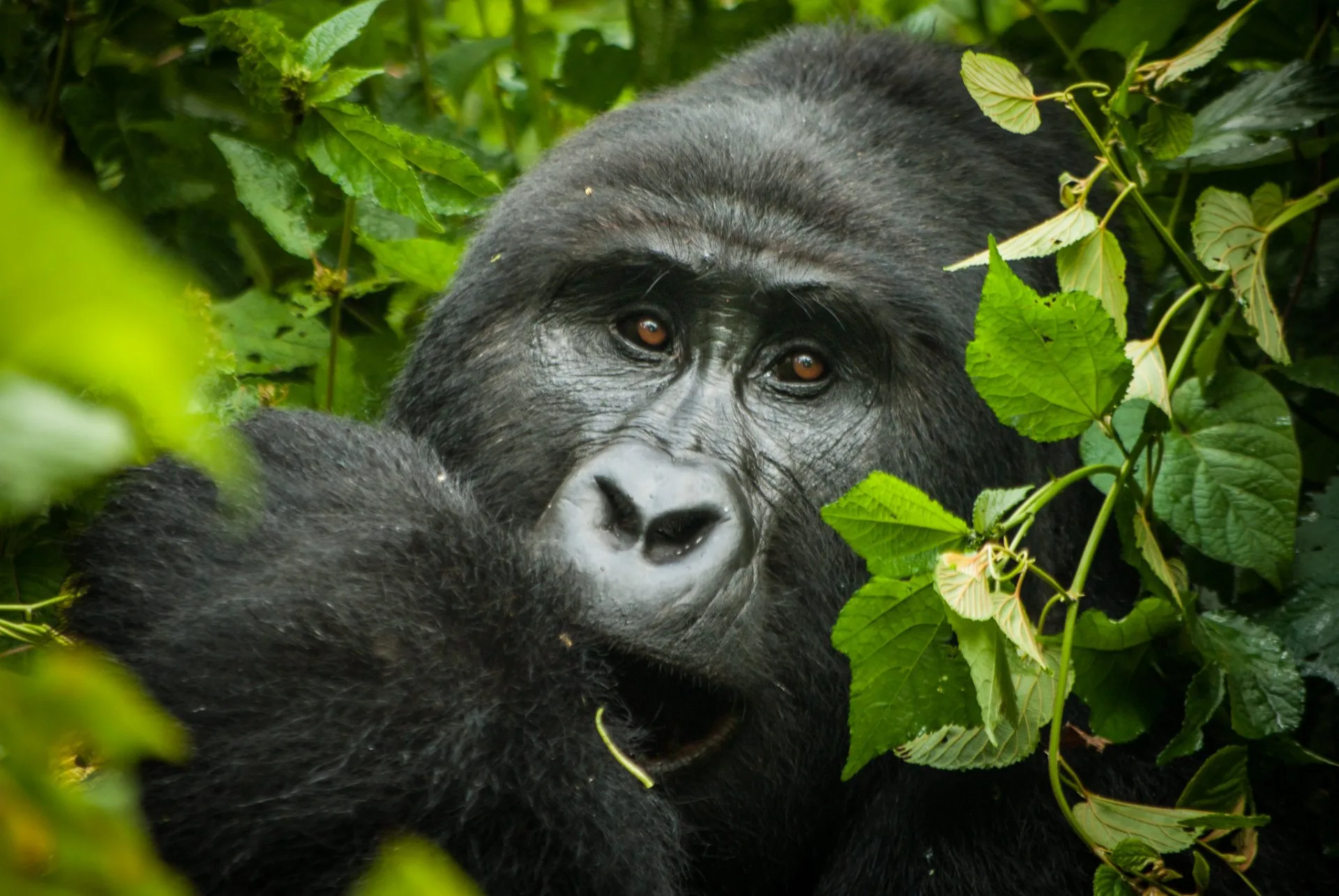 gorillas-gorilla