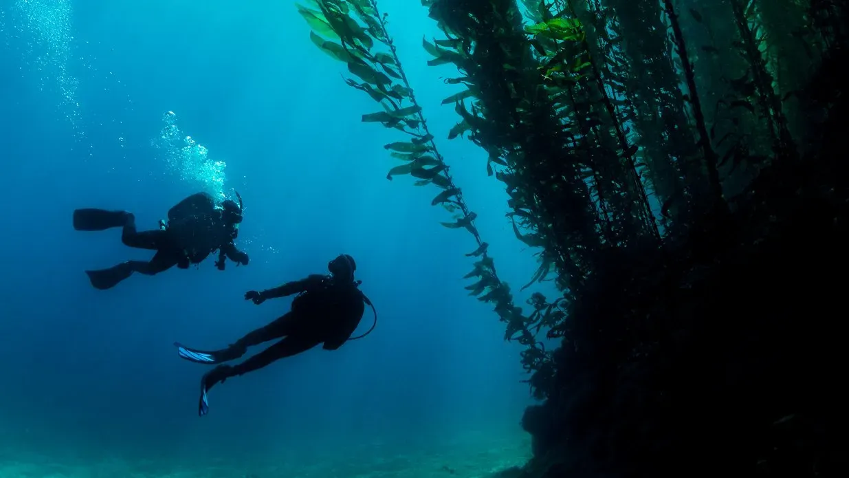 Zwei Taucher als Silhouetten vor einem dichten Kelpwald im tiefblauen Wasser.