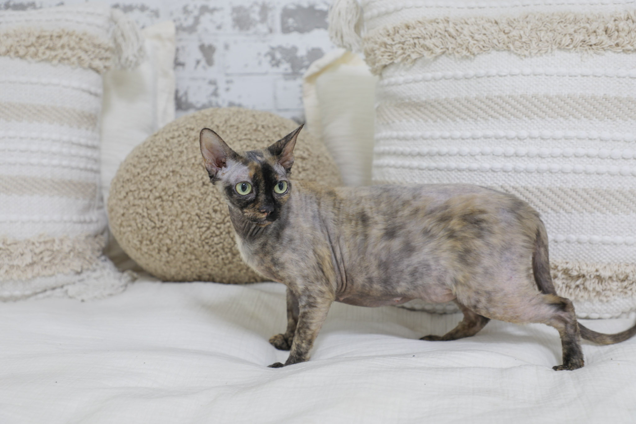 Dottie