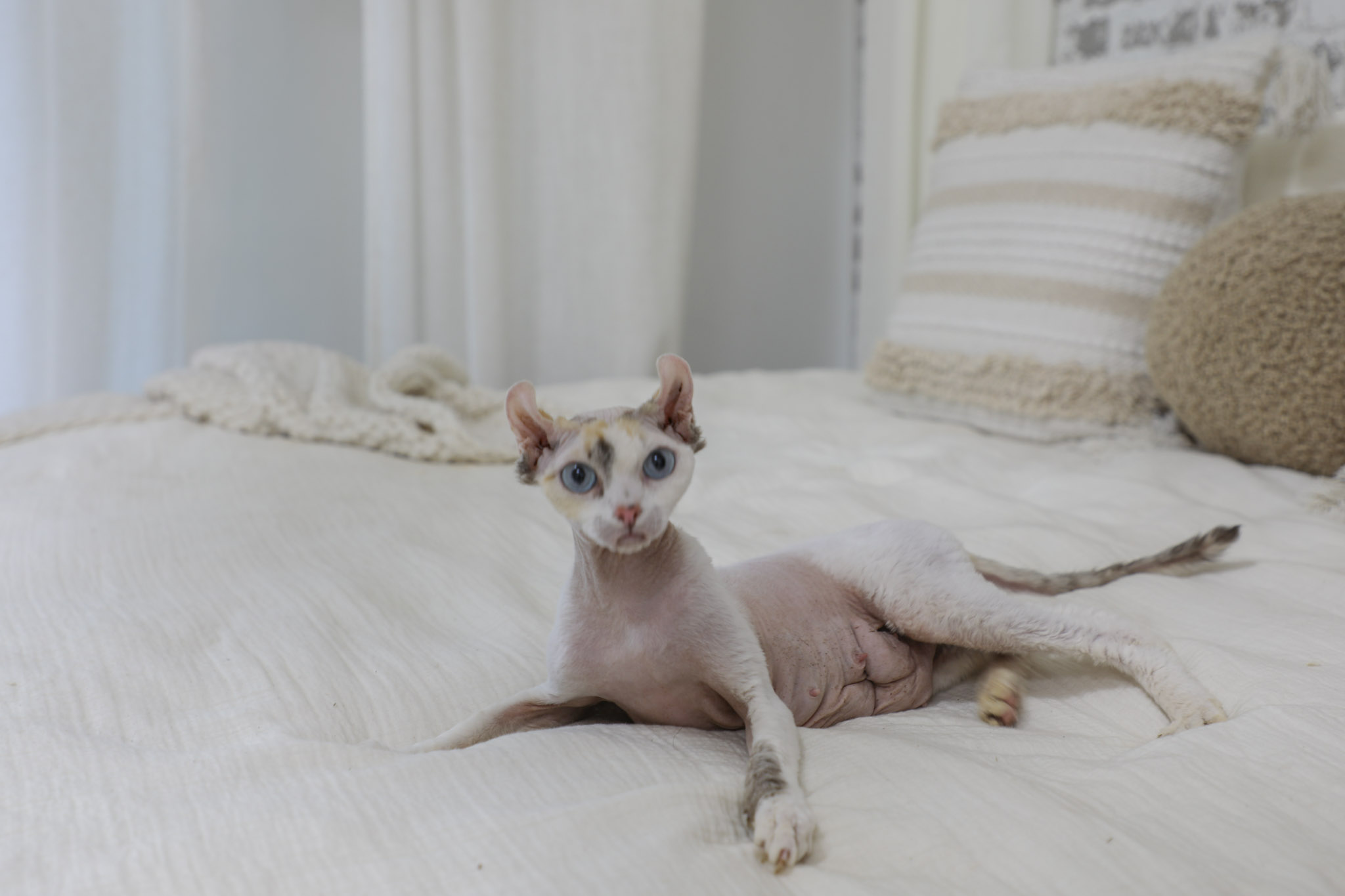 Peaches