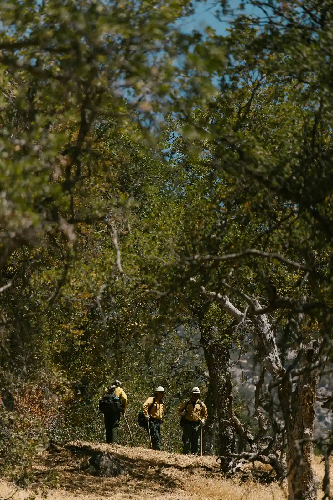 Forest Resources Conservation and Management