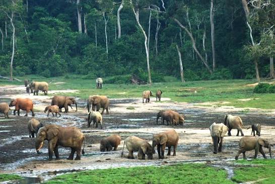 Visit Waza National Park with Uniresa