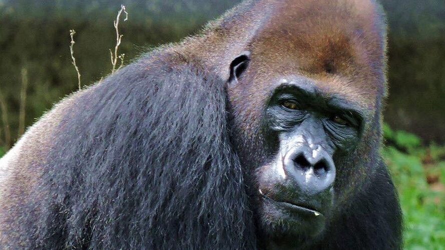 Gorilla at the Limbe Wildlife Centre