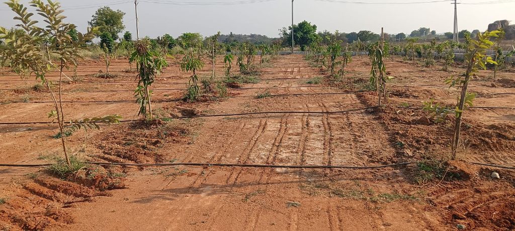 Land/Plot
