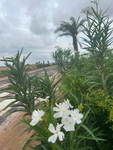 Land/Plot
