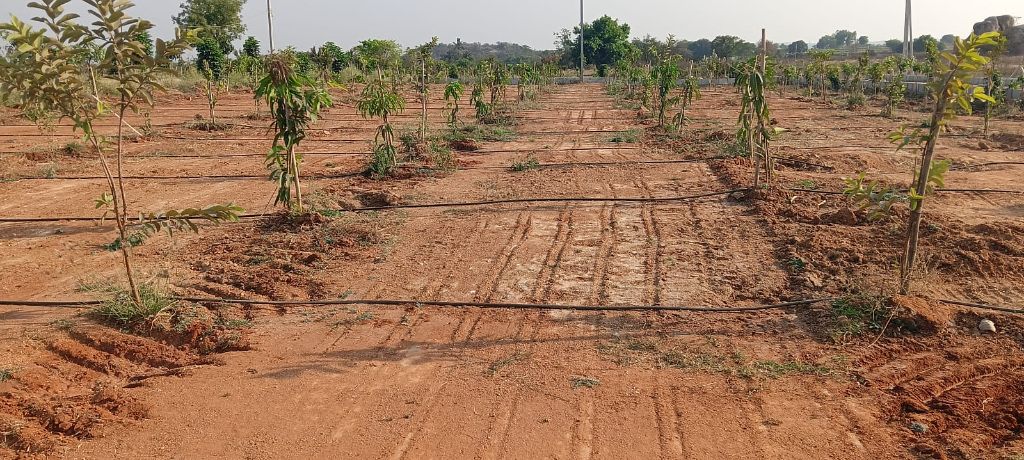 Land/Plot