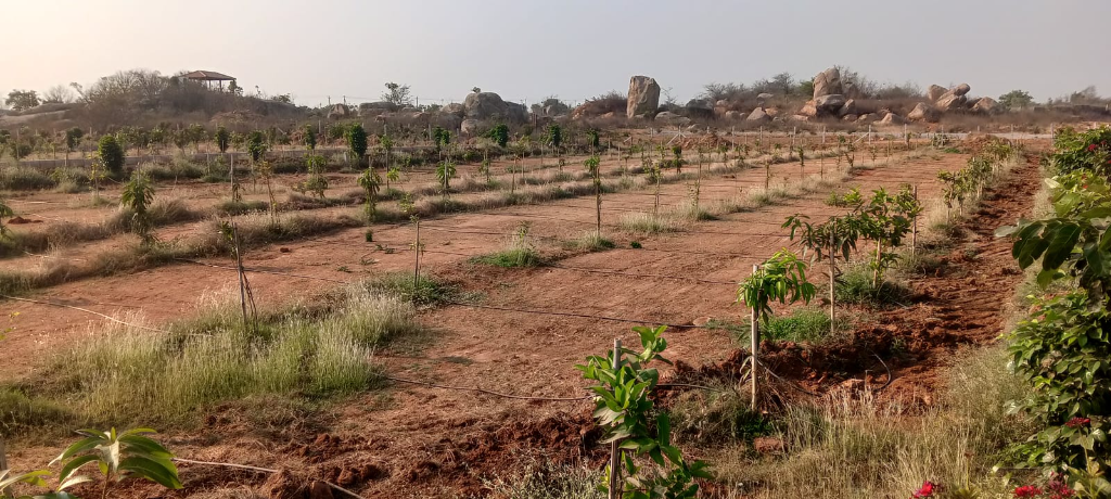 Land/Plot