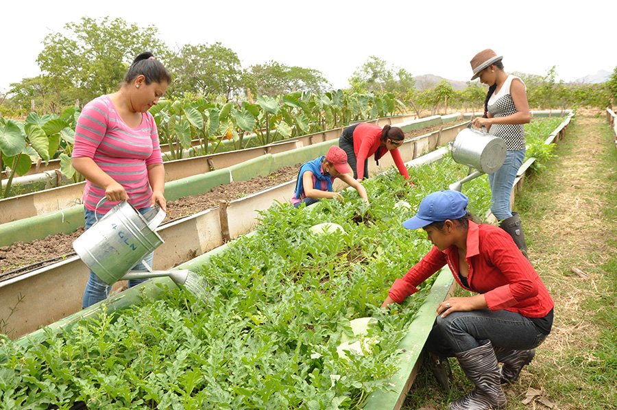 Ingeniería Agronómica, mención Producción de Cultivos