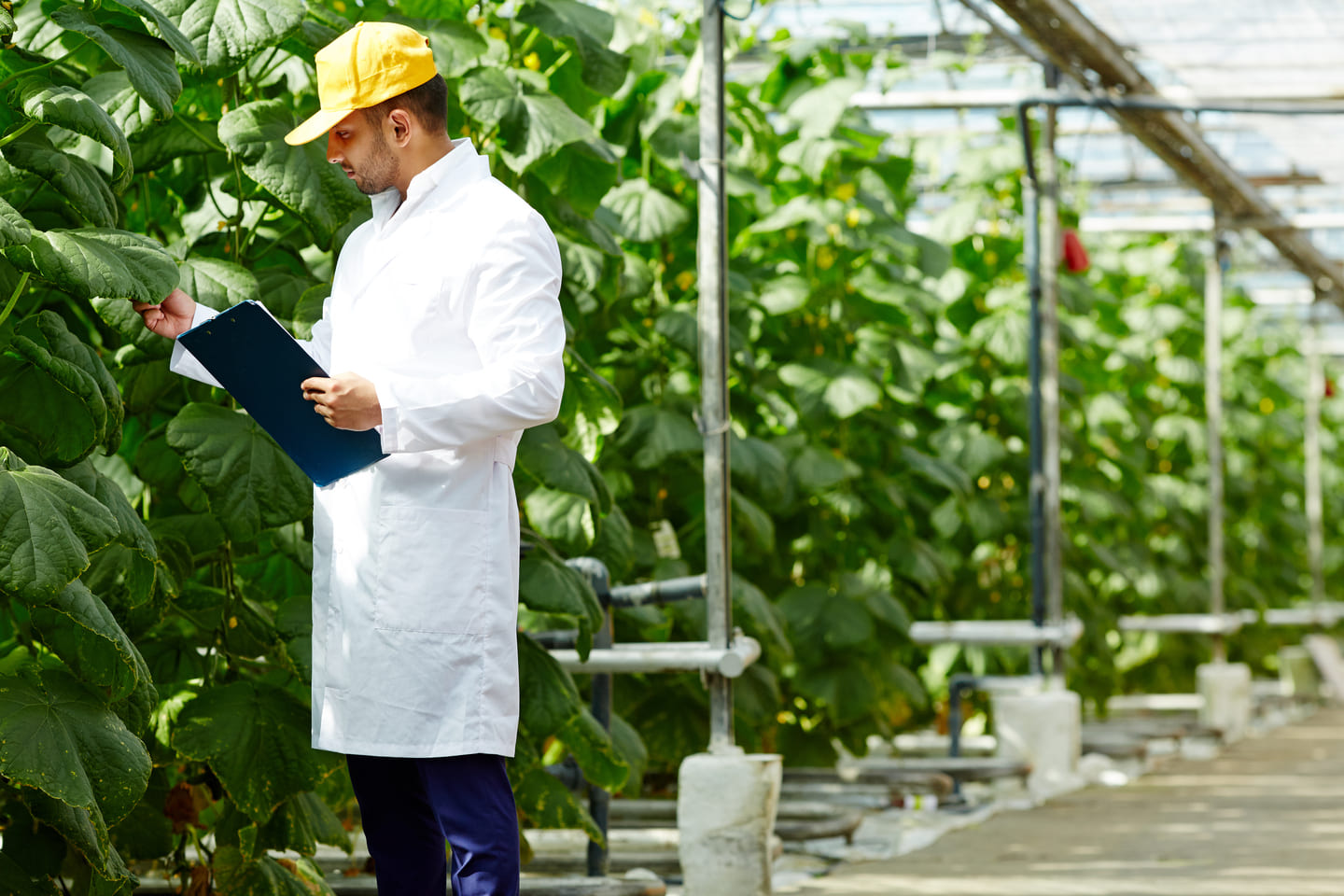  Maestría en Dirección de Agronegocios para la Exportación