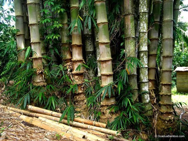 Diseño y prueba de un protocolo de multiplicación In Vitro de Dendrocalamus Asper Schult (Bambú Gigante), para el fomento de plantaciones comerciales en República Dominicana.