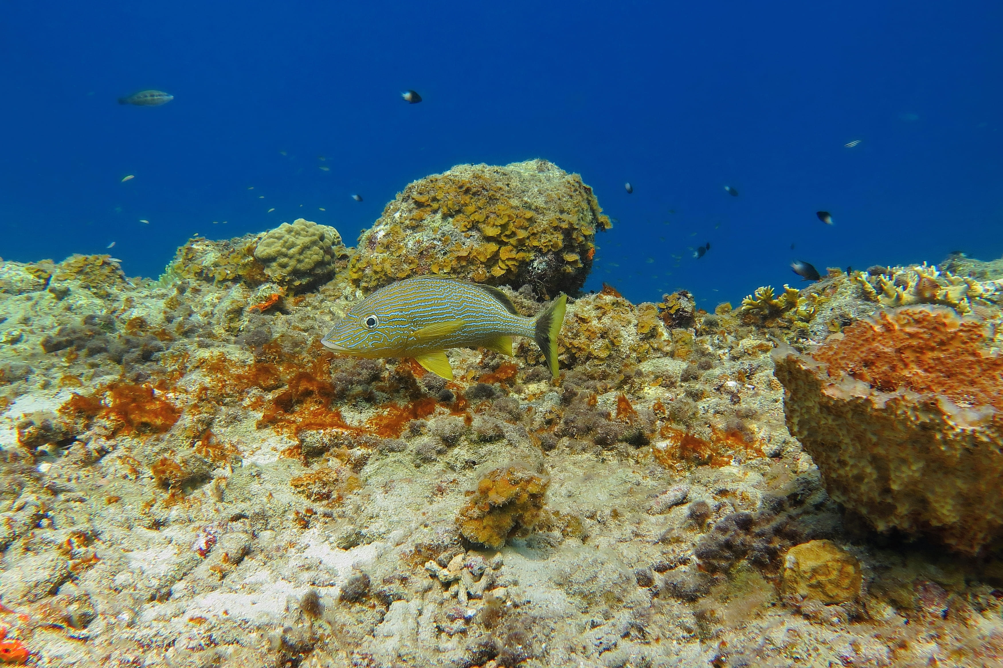 Bioprospección Microbiana de Ambientes Marinos: Potencialidades para aplicación biotecnológica en República Dominicana.