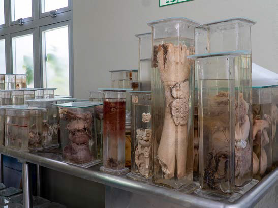 Instituto de Anatomía – Taller de Anatomage