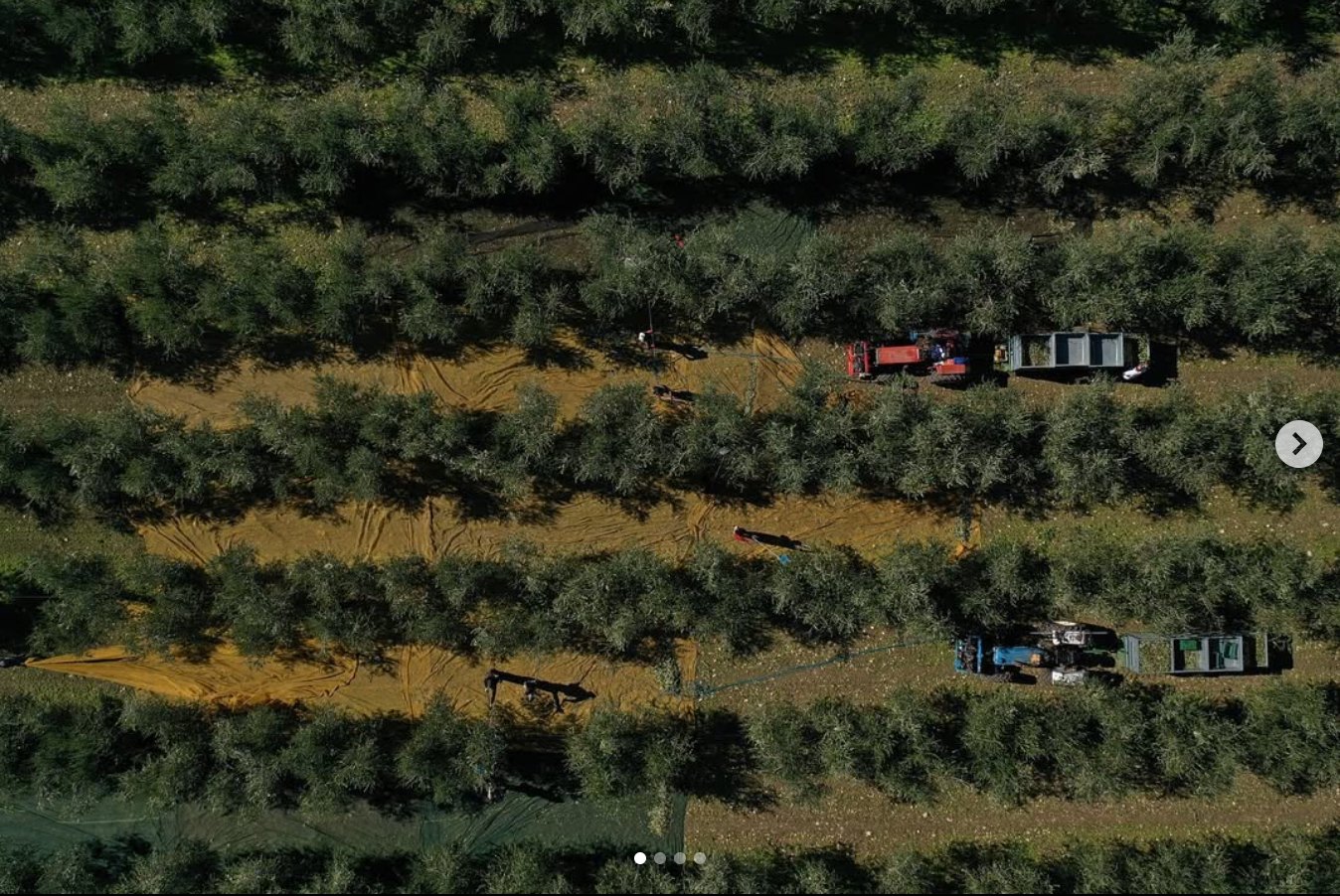 Olio Extravergine di Oliva del Molise: Territorio e Produttori