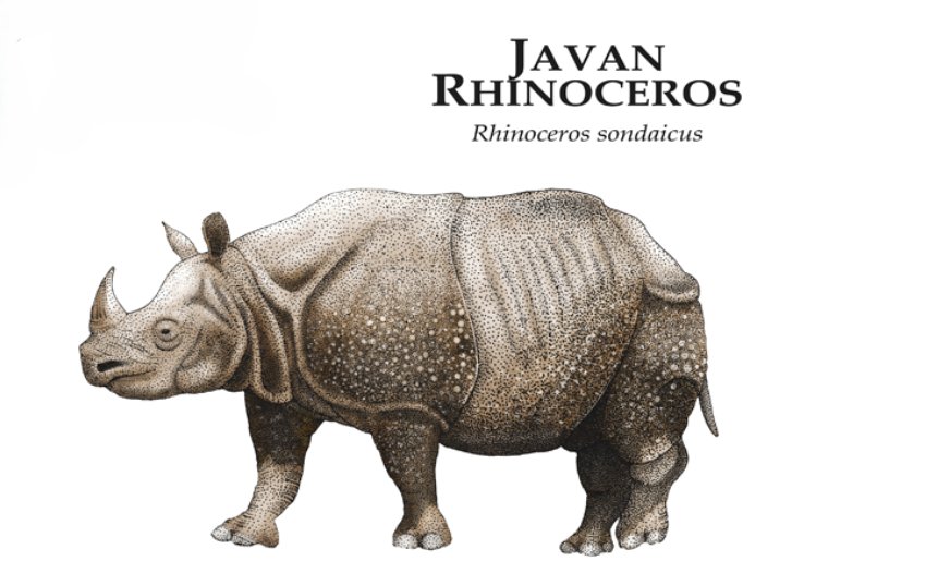 Javan
