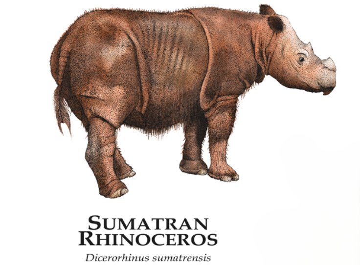 Sumatran