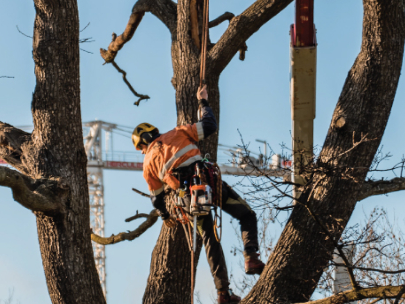 Tree Pruning