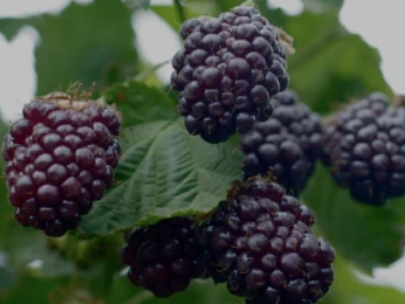Nelson grown fruits and berries