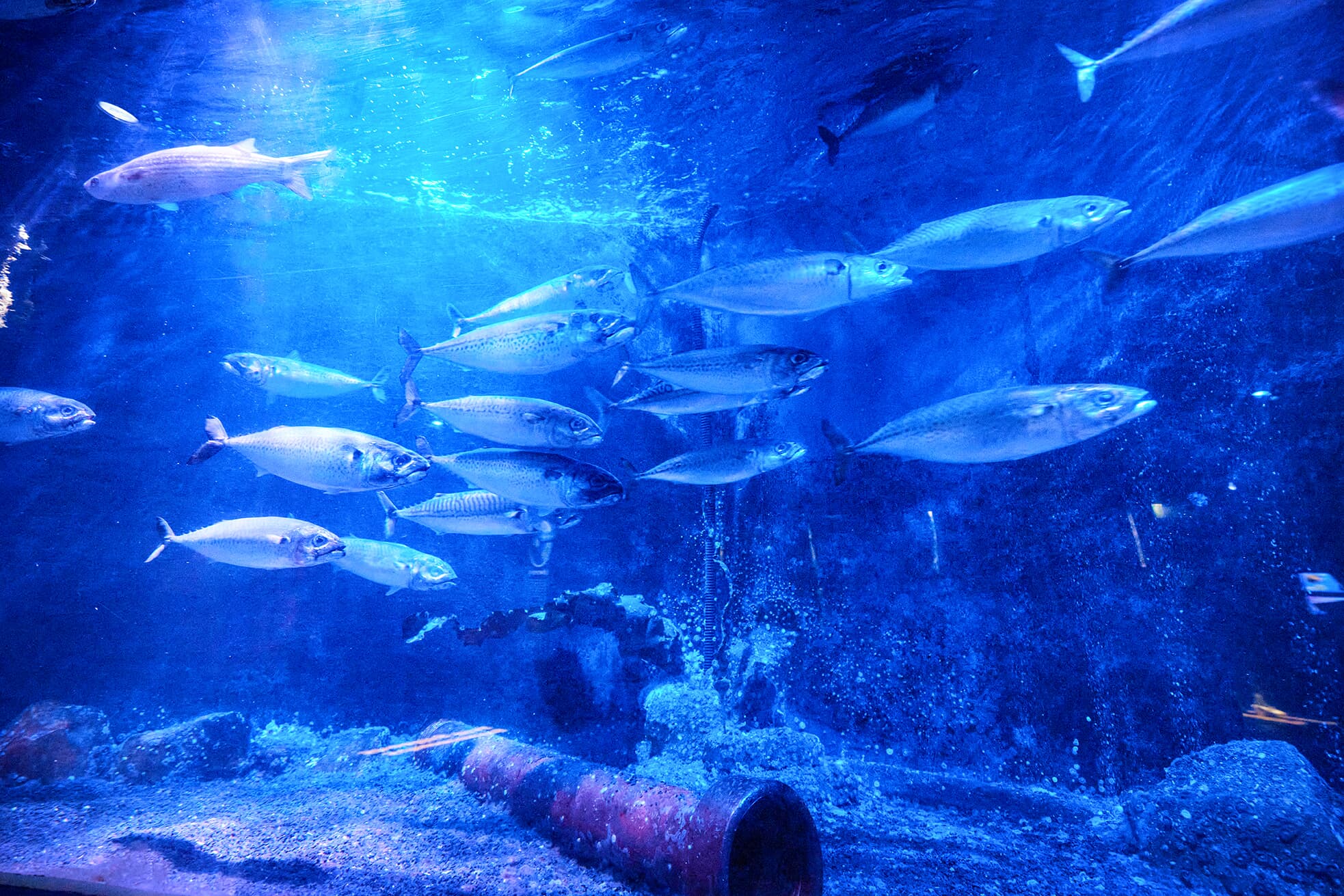 SEA LIFE Oberhausen