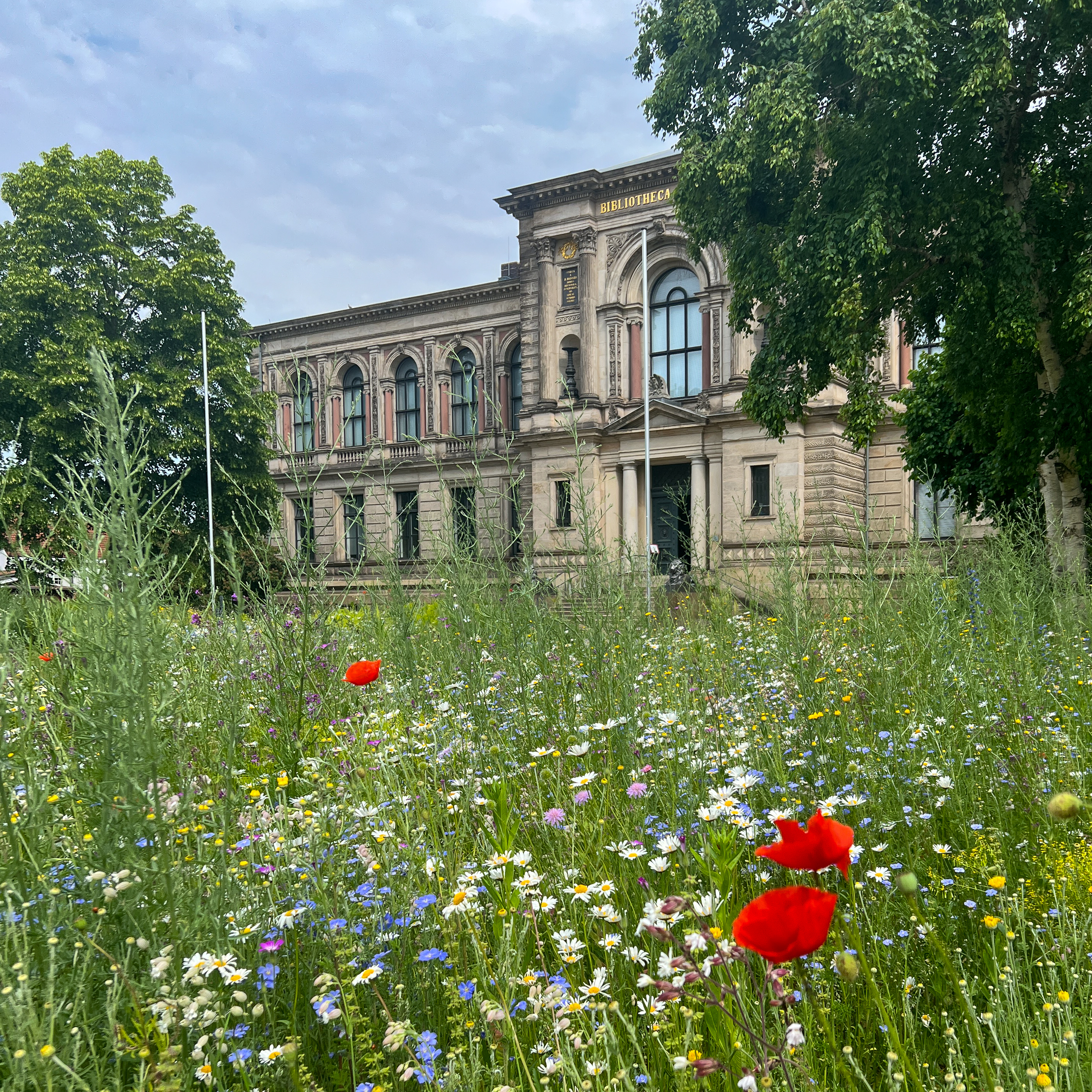 Blumenwiese vor Bücherwissen