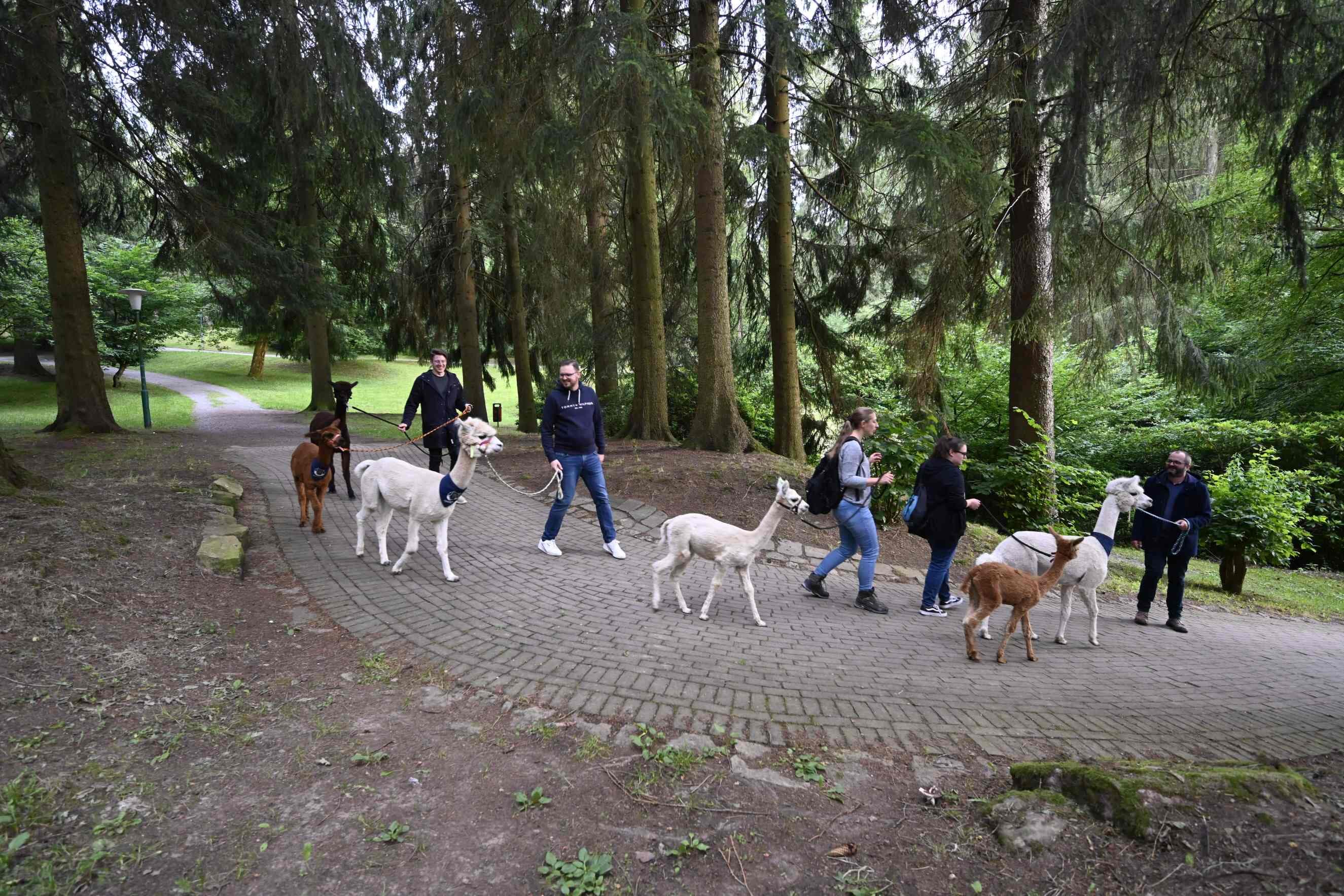 Flauschige Wanderbegleiter im Grünen