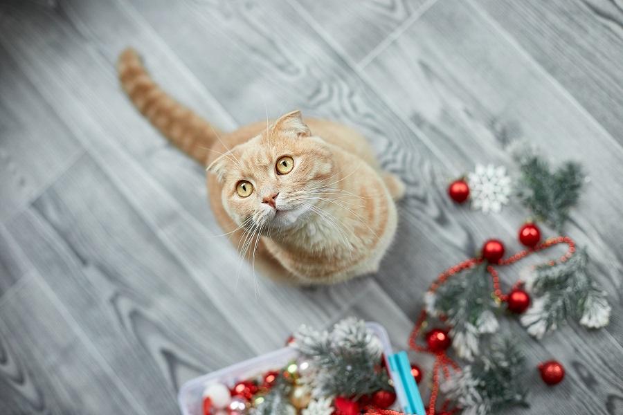 The Cat Versus Christmas Tree Conundrum