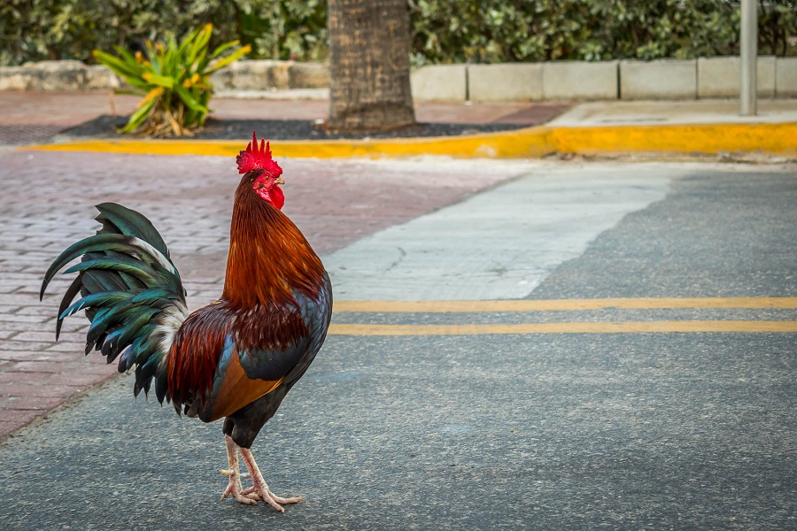 Police Called Over Chicken Breaking and Entering?