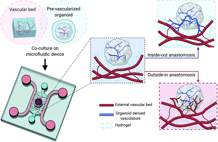 Organoids May Revolutionize The Future of Biocomputing