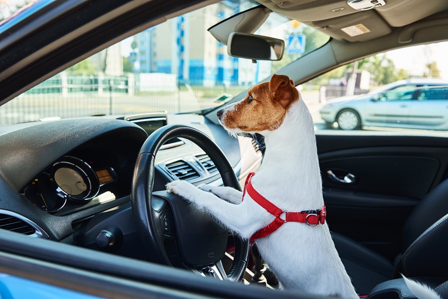 Beware Of Those Doggone Self-Driving Cars