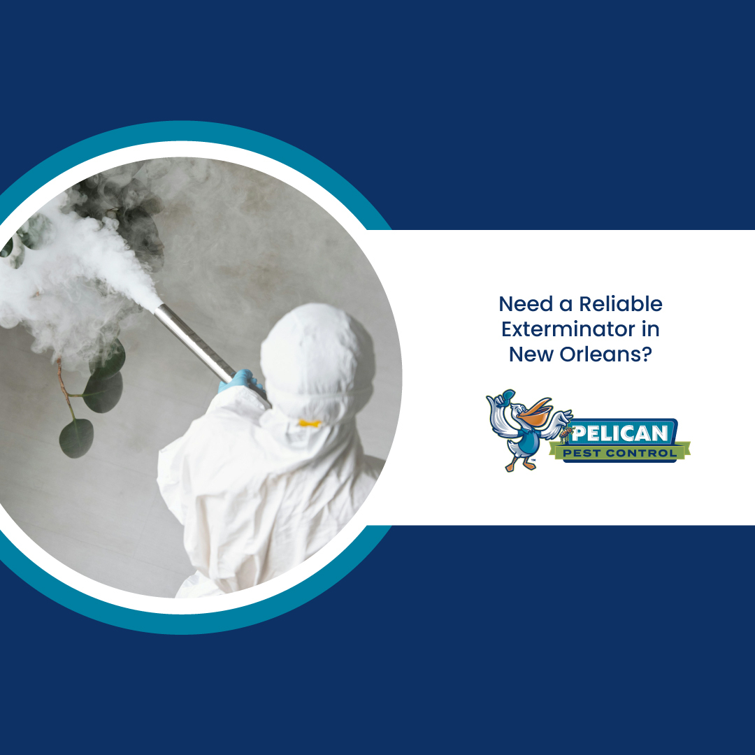 Pelican Pest Control: Your Trusted Exterminator in New Orleans for Safe & Effective Pest Control Solutions