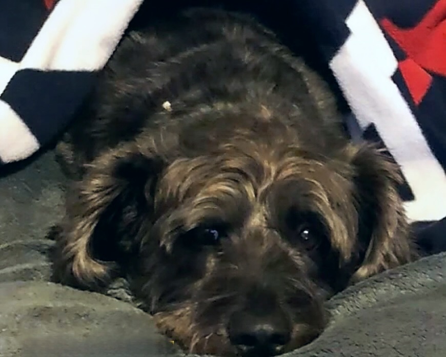 Heartbroken Veteran, 87, Pleads for Return of Stolen Dog 'Lucky' Following Heart-Wrenching Multi-State Carjacking