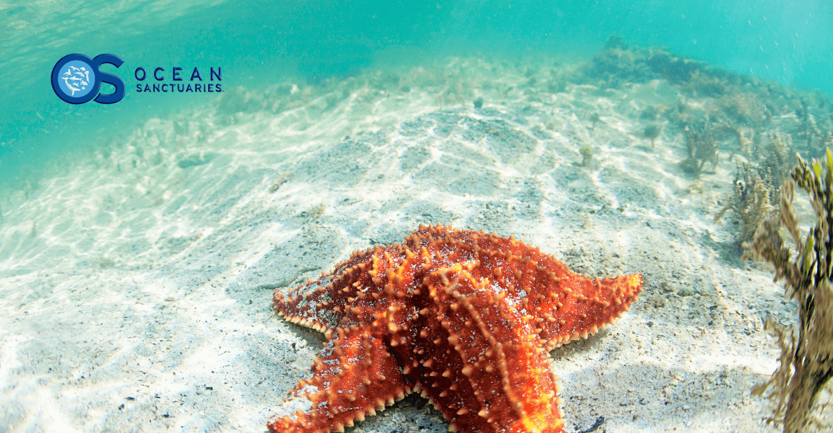 Ocean Sanctuaries’ Tide Pool Bioblitz Reveals Coastal Biodiversity, Empowering Citizens to Protect Marine Life!