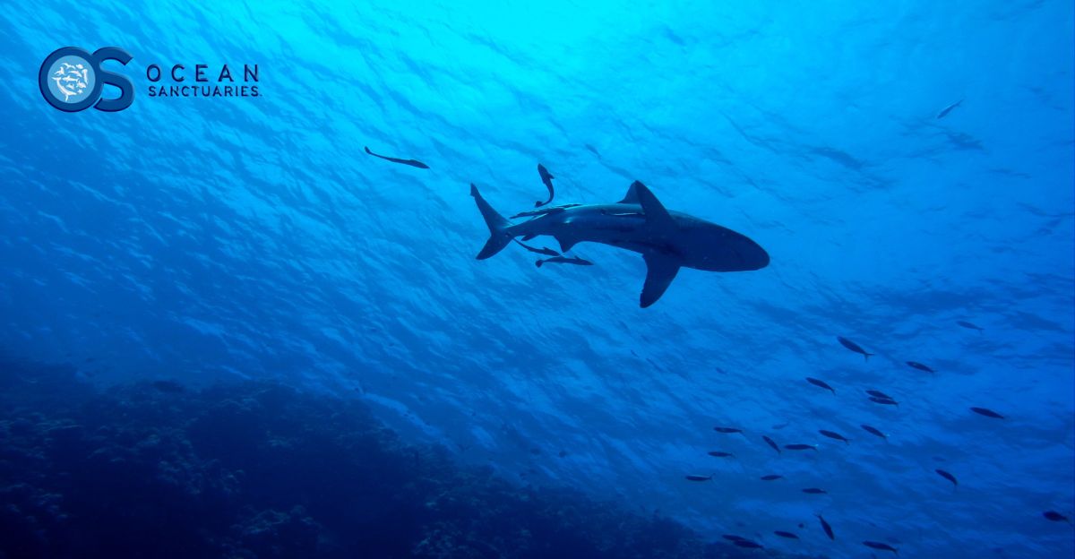Citizen Science Empowers Public to Revolutionize Shark Conservation and Protect Ocean Ecosystems