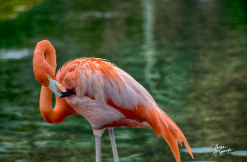 Doreen McGunagle Fine Art Nature Photography Announces New Gallery Location and Exclusive Art Walk Experience in Tequest