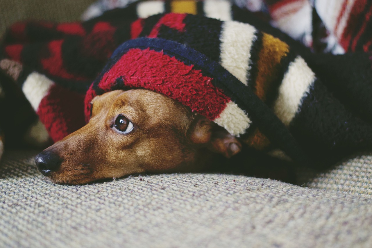Beat Winter Blues: Expert Tips to Keep Your Dog Happy and Engaged Indoors This Season!