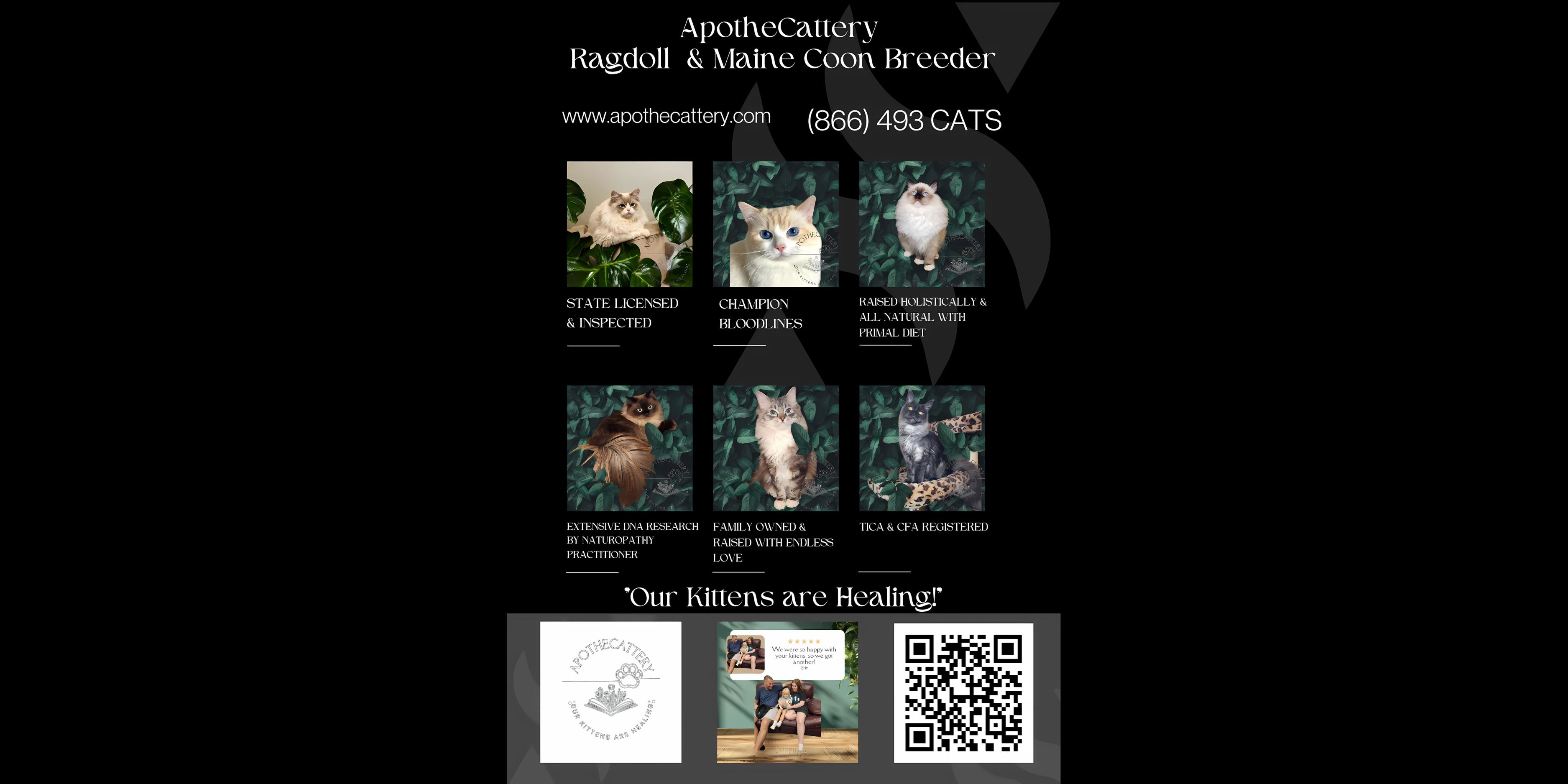 ApotheCattery: A Holistic Approach to Feline Wellness and Ethical Breeding